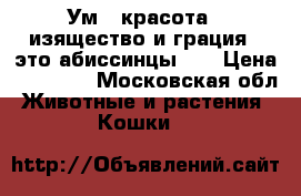 Ум , красота , изящество и грация - это абиссинцы !  › Цена ­ 25 000 - Московская обл. Животные и растения » Кошки   